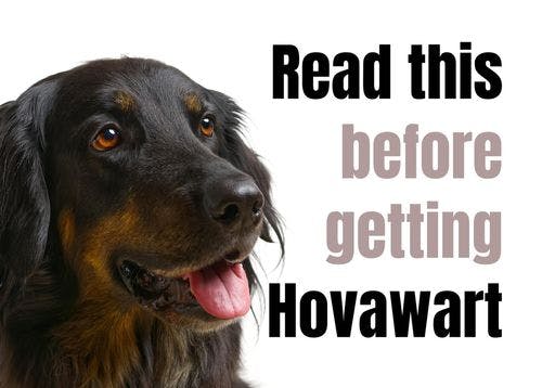 Consider These 17 Factors Before Purchasing a Hovawart Puppy