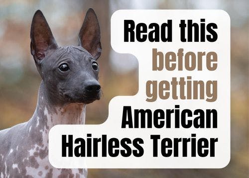 Consider These 17 Factors Before Purchasing an American Hairless Terrier Puppy