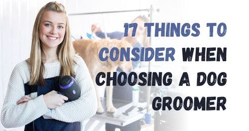 How to Choose the Right Dog Groomer: 17 Important Factors