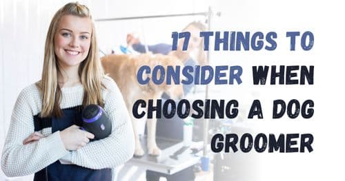 How to Choose the Right Dog Groomer: 17 Important Factors