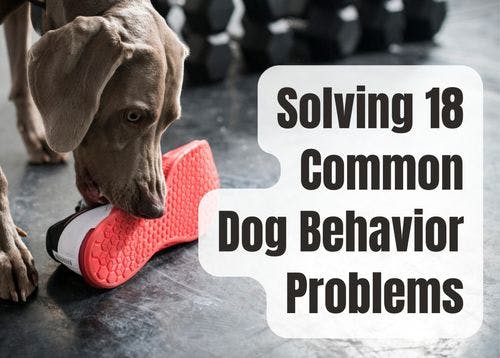 How to Solve 18 Common Dog Behavior Problems