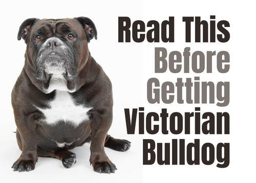 Consider These 18 Factors Before Purchasing a Victorian Bulldog Puppy