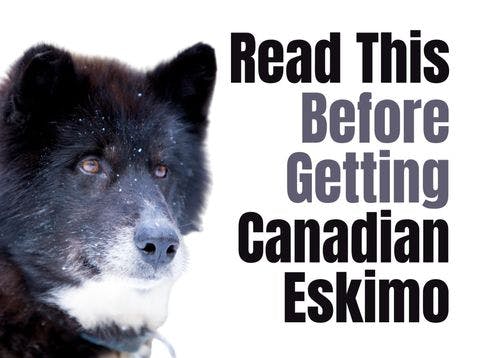 Consider These 19 Factors Before Purchasing a Canadian Eskimo Puppy