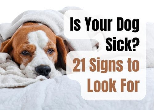Signs Your Dog Is Sick and Should Visit the Vet