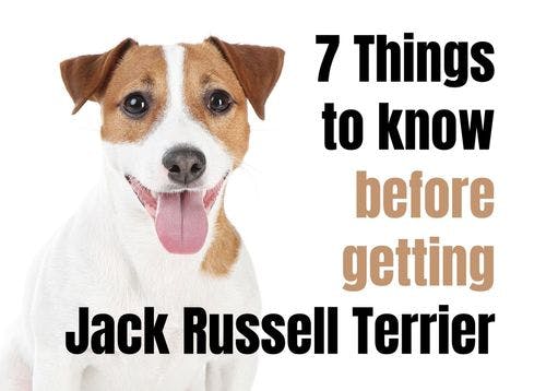 Essential Facts About Jack Russell Terriers You Need to Know