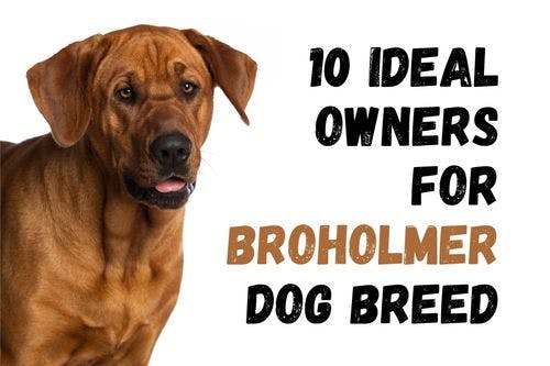 Seven Kinds of Individuals Who Might Be Well-Suited to Owning a Broholmer Dog