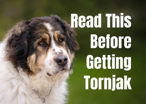 Discover 8 Fascinating Facts About the Tornjak Breed