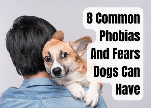 Common Phobias and Fears in Dogs