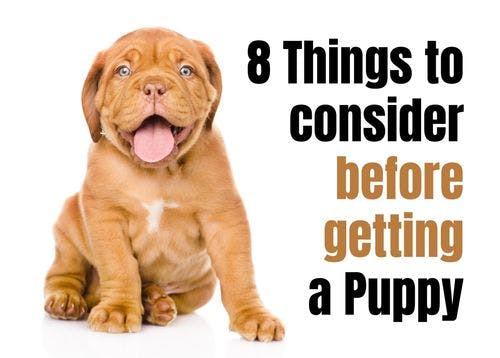 Consider These 8 Factors Before Adopting a Puppy