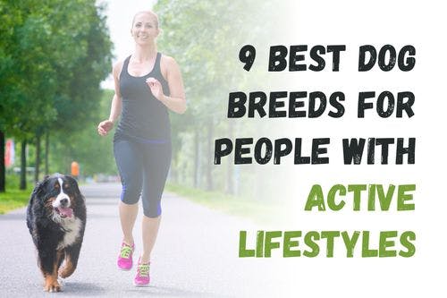 Top 9 Dog Breeds Ideal for Active Owners