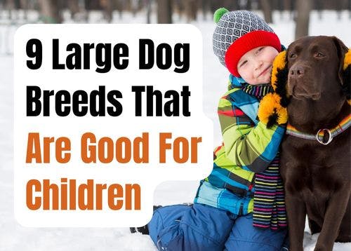Large Dog Breeds That Are Great With Kids