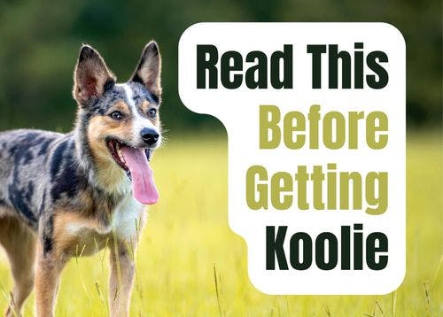 Consider These 9 Factors Before Adopting a Koolie Puppy
