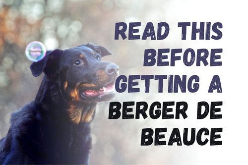 What You Should Know Before Getting a Beauceron Dog