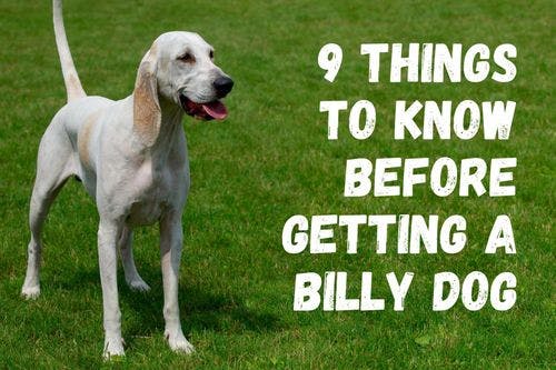 What You Should Know Before Getting a Billy Dog