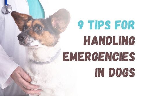How to Handle Dog Emergencies: 9 Essential Tips