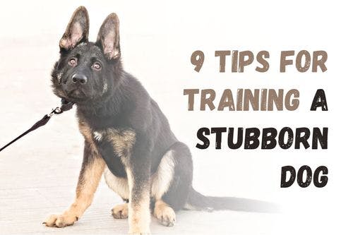 How to Train a Stubborn Dog: 9 Effective Tips