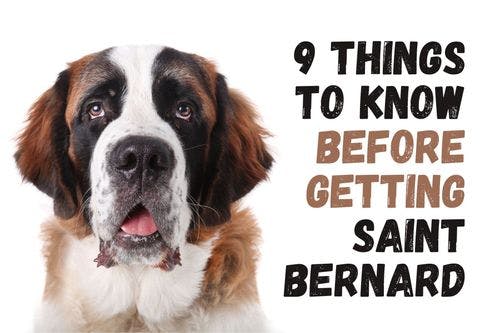 The Pros and Cons of Owning a Saint Bernard as a Family Dog