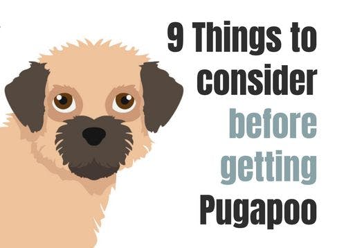 9 Essential Facts About the Pugapoo Breed