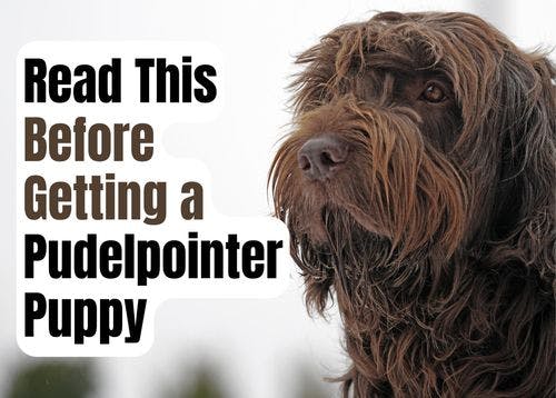 Consider These 12 Factors Before Purchasing a Pudelpointer Puppy