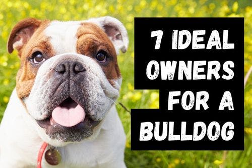 Seven Kinds of People Who Would Enjoy Having a Bulldog as a Pet