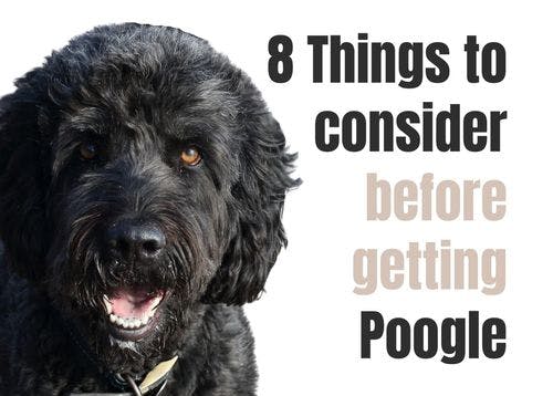 8 Key Facts to Know About the Poogle