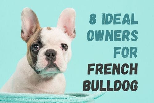Eight kinds of people who would enjoy having a French Bulldog as a pet.