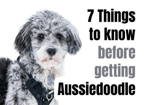 7 Key Facts About the Aussiedoodle