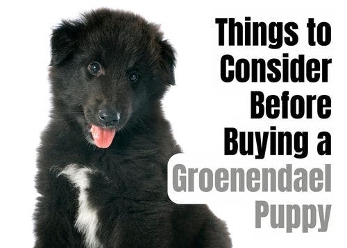 What to Think About Before Getting a Groenendael Puppy