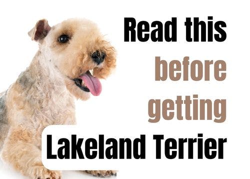 What to Think About Before Getting a Lakeland Terrier Puppy