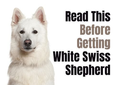 What to Think About Before Getting a White Swiss Shepherd Puppy