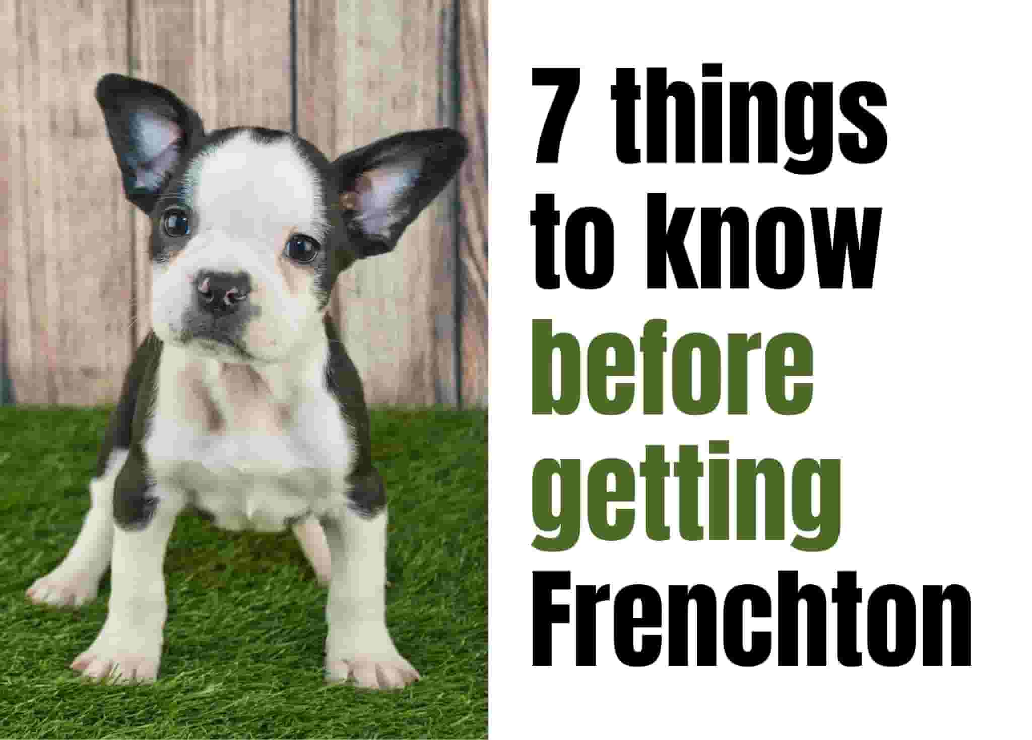 7 Things to Know Before Getting a Frenchton