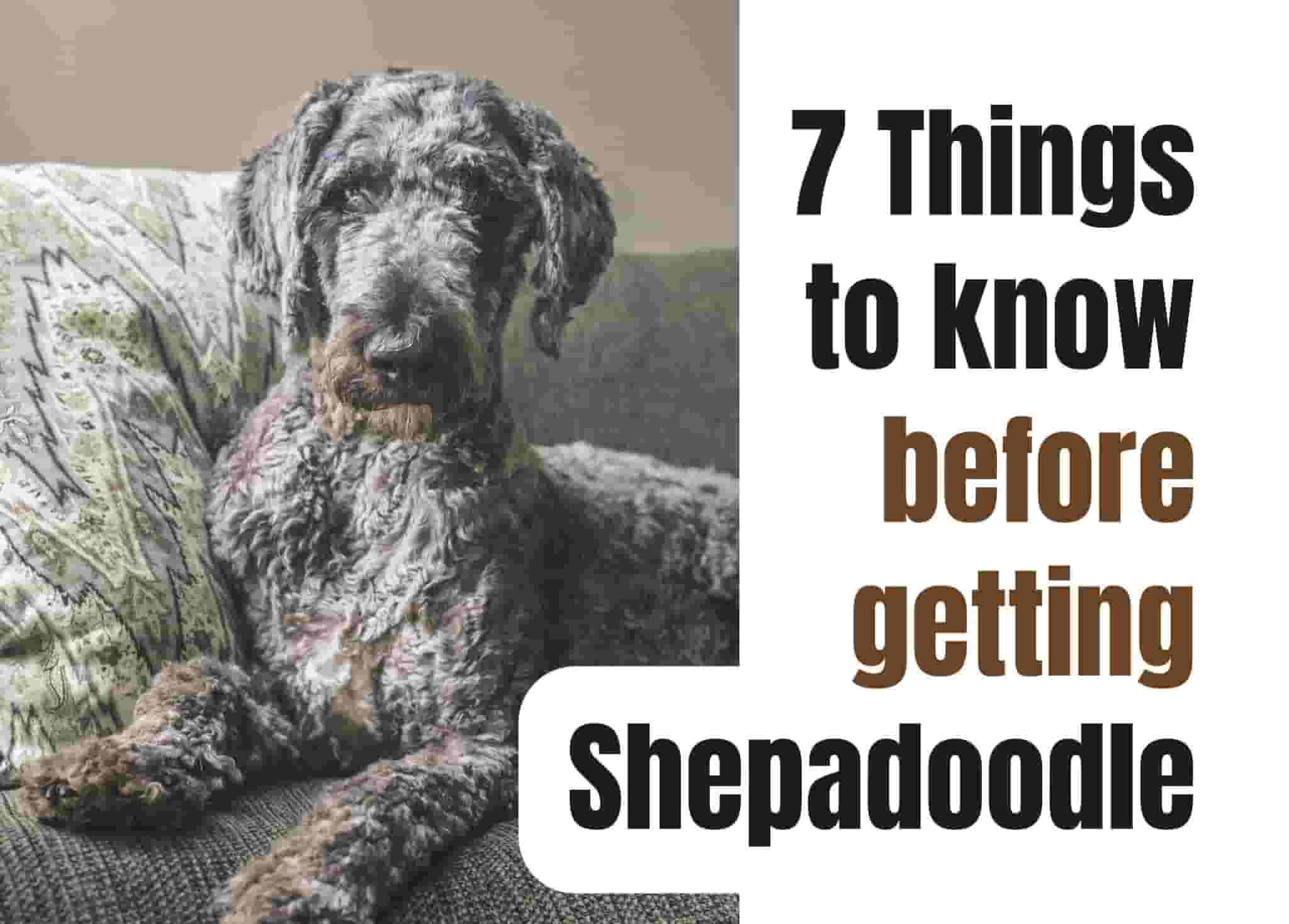 Seven Key Facts About the Shepadoodle