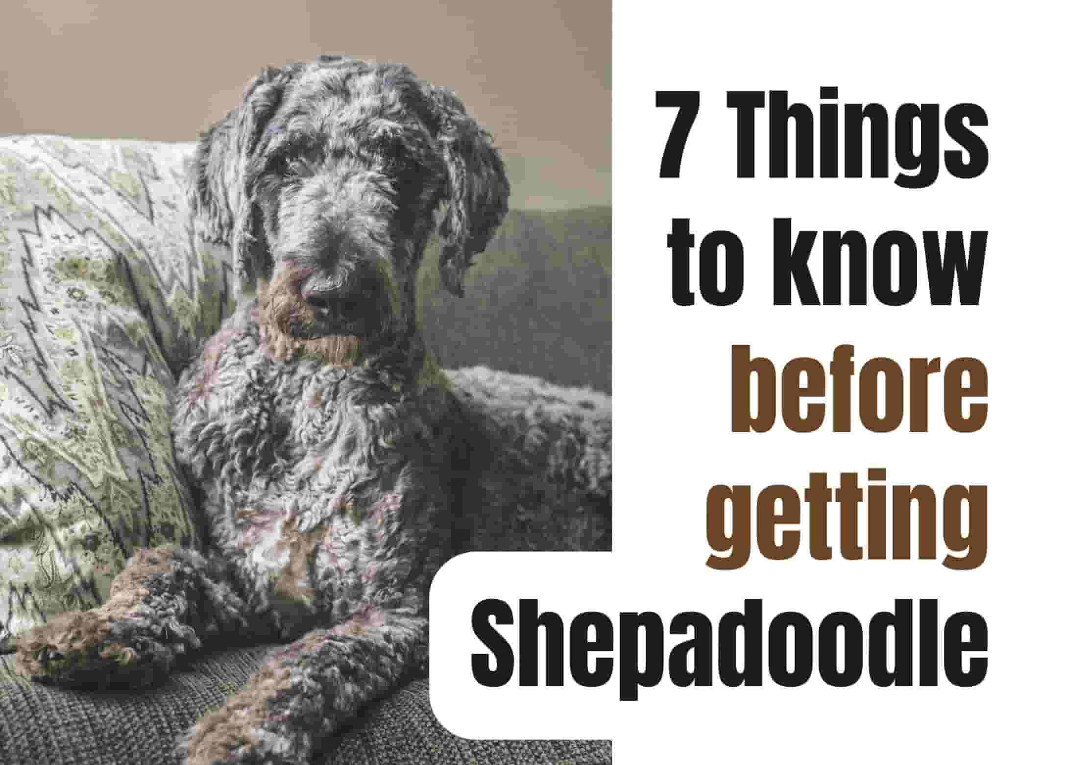 Seven Key Facts About the Shepadoodle