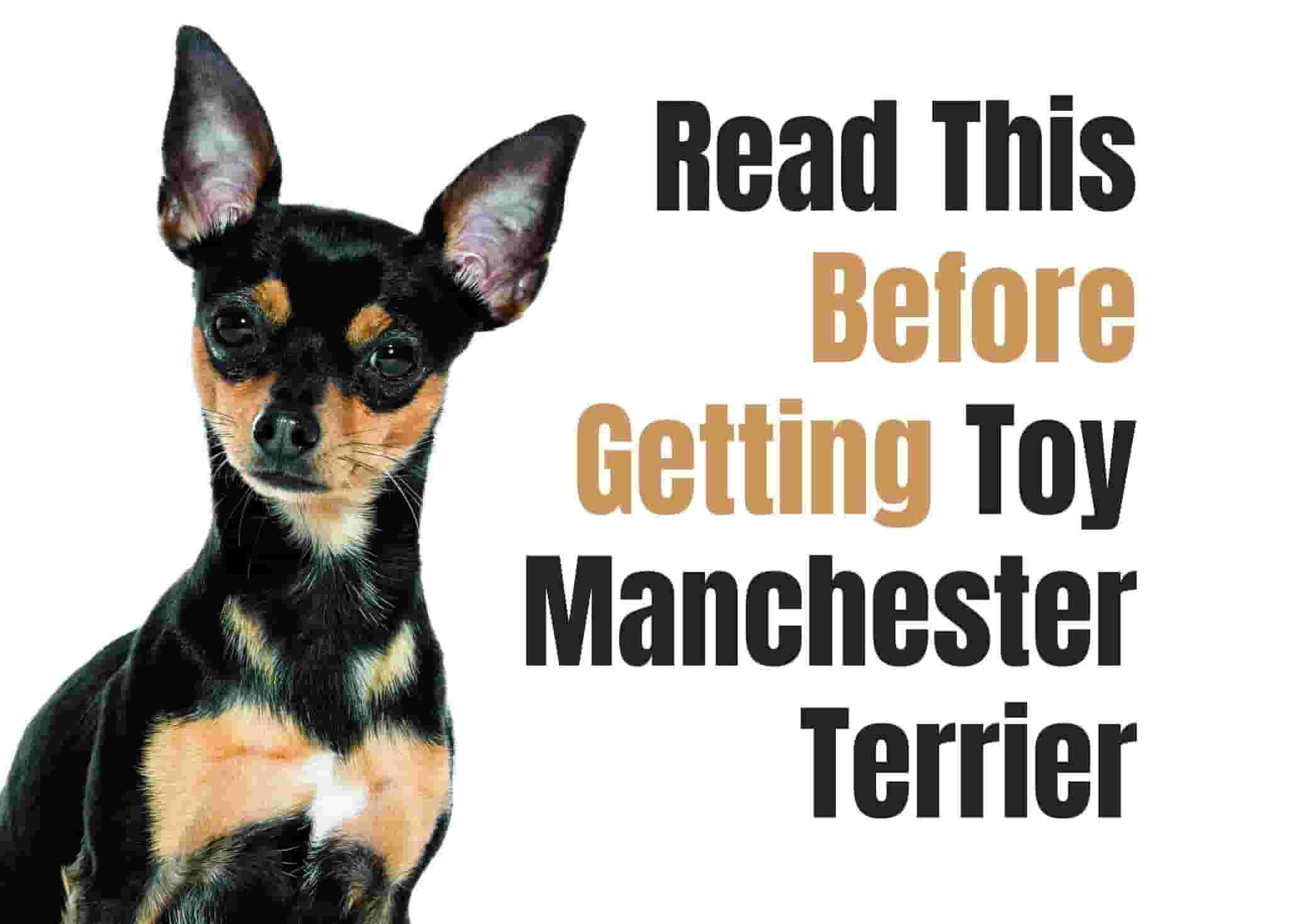 8 Things to Know Before Owning a Toy Manchester Terrier