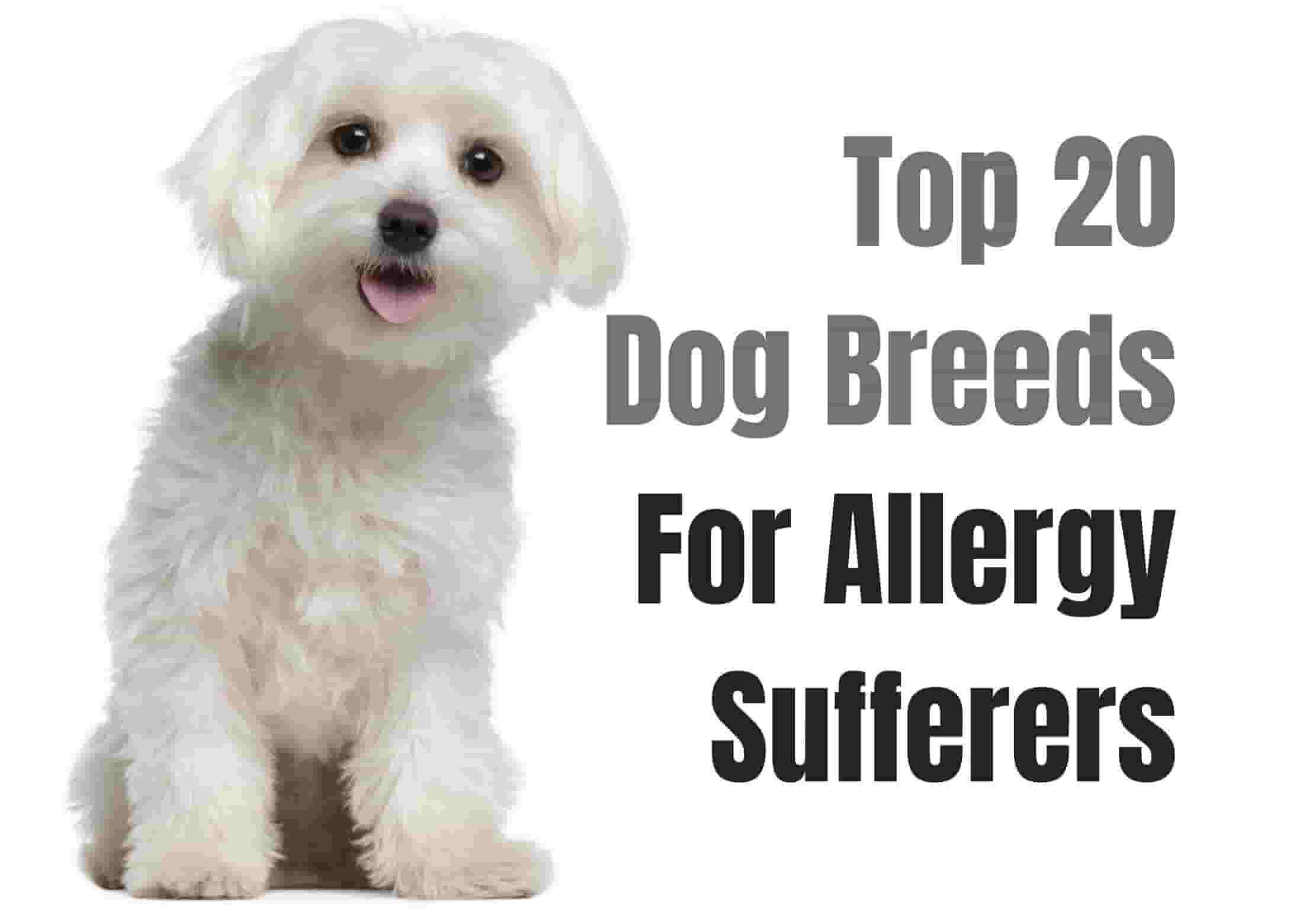 20 Best Dog Breeds for People with Allergies