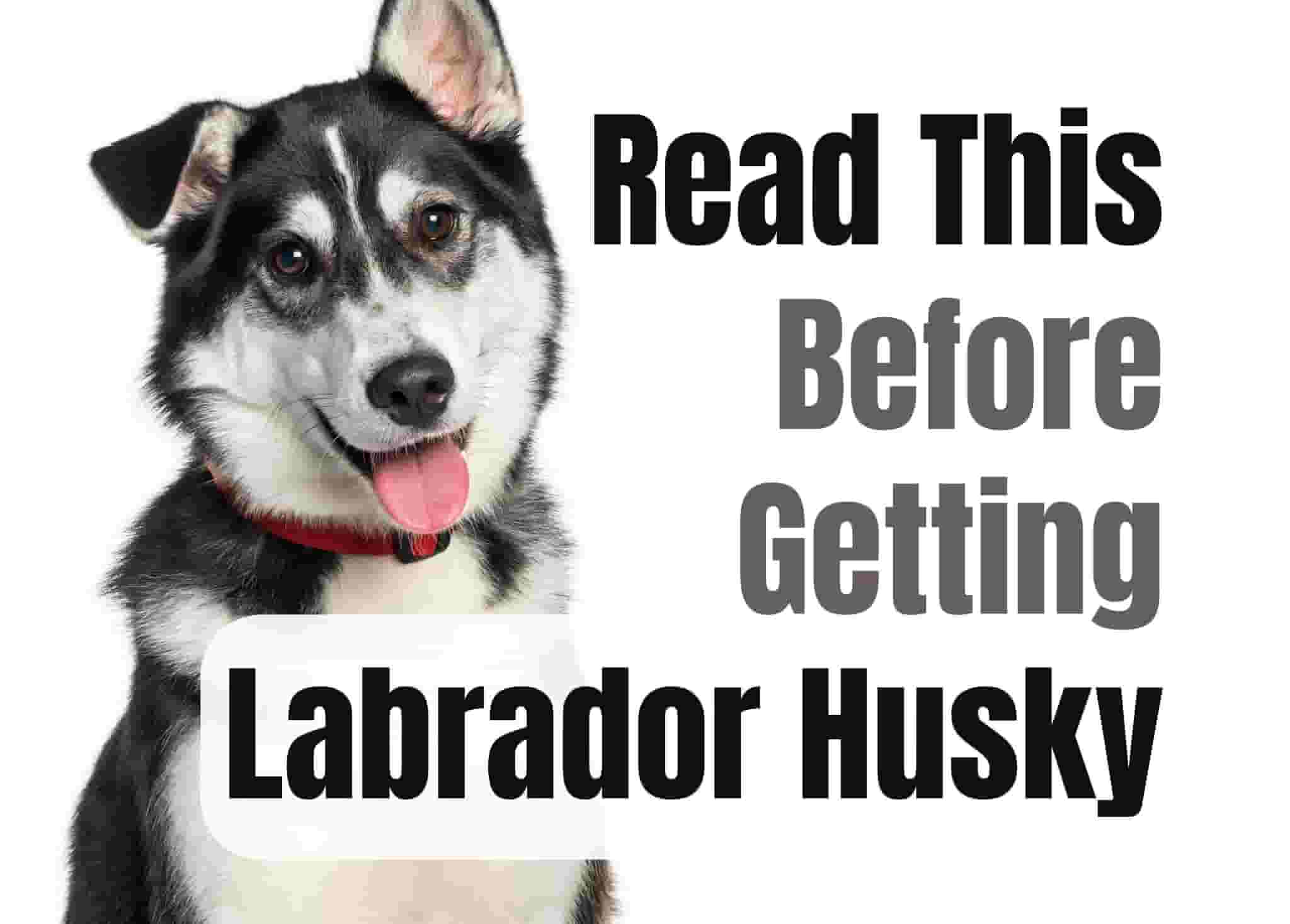 What to Think About Before Getting a Labrador Husky Puppy