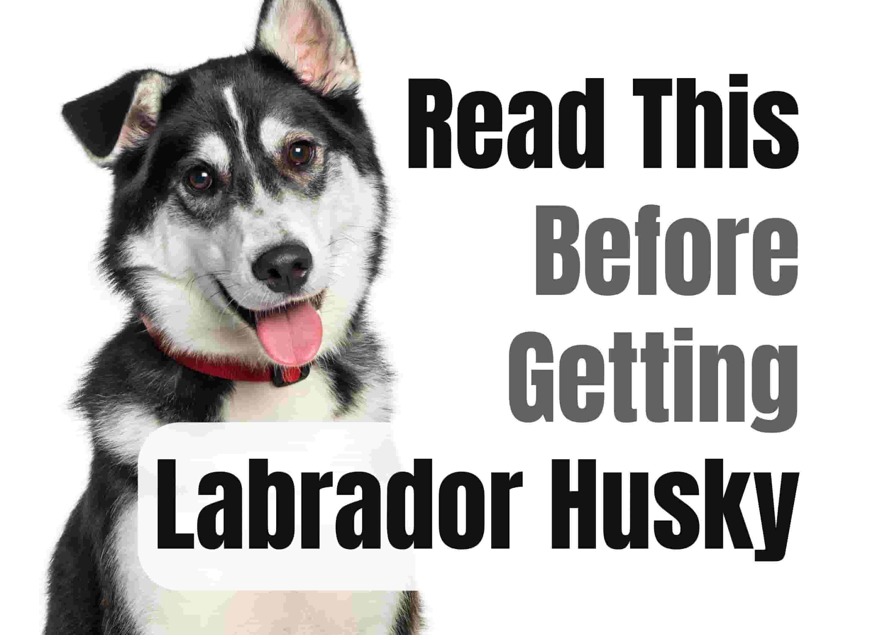 What to Think About Before Getting a Labrador Husky Puppy