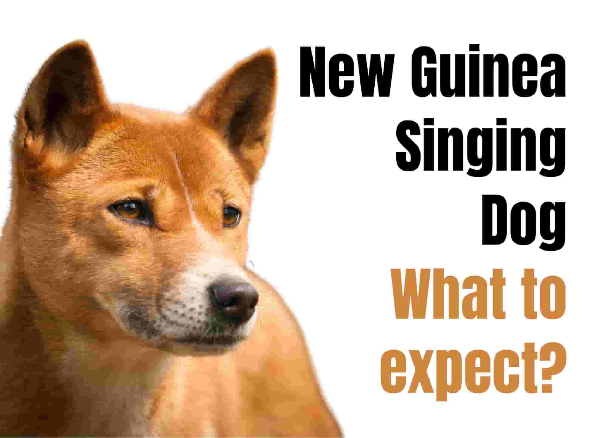 10 things to know before owning a New Guinea Singing Dog