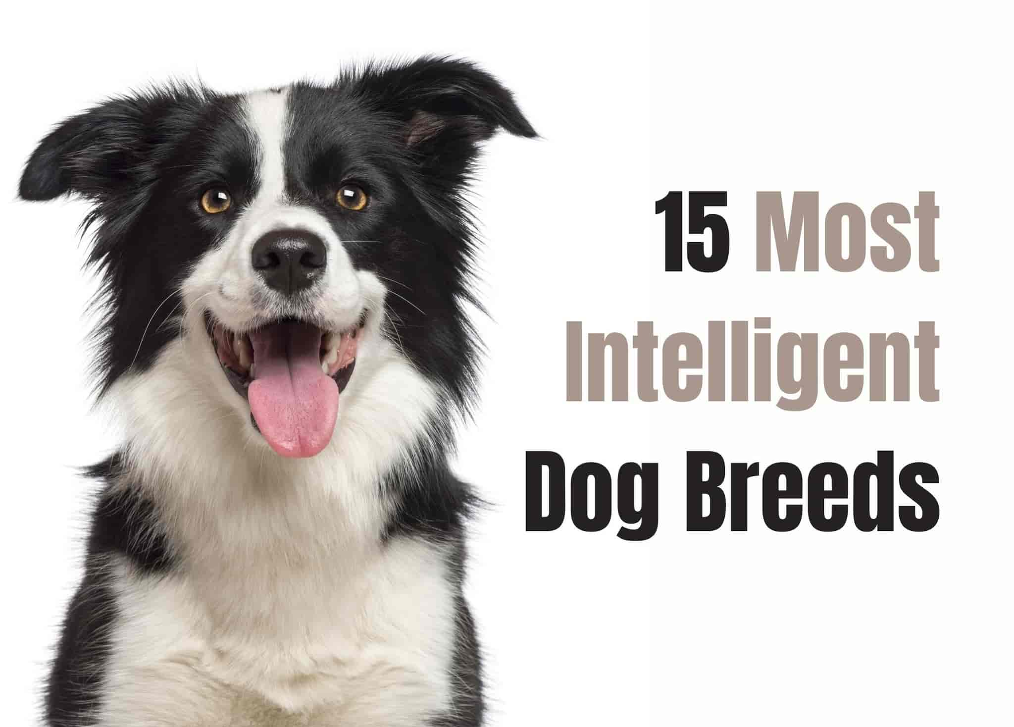15 Smartest Dog Breeds for the Ultimate Canine Companion