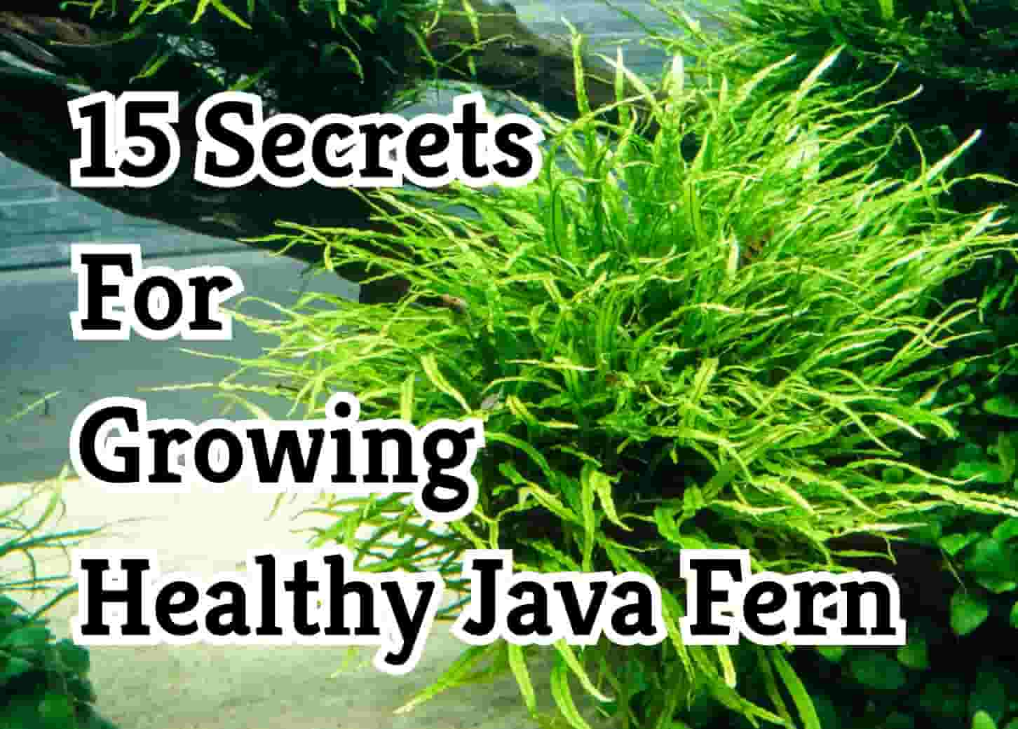 15 Tips for Cultivating a Thriving Java Fern