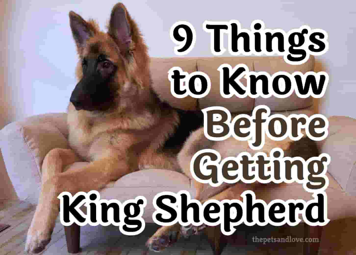 What to Think About Before Getting a King Shepherd