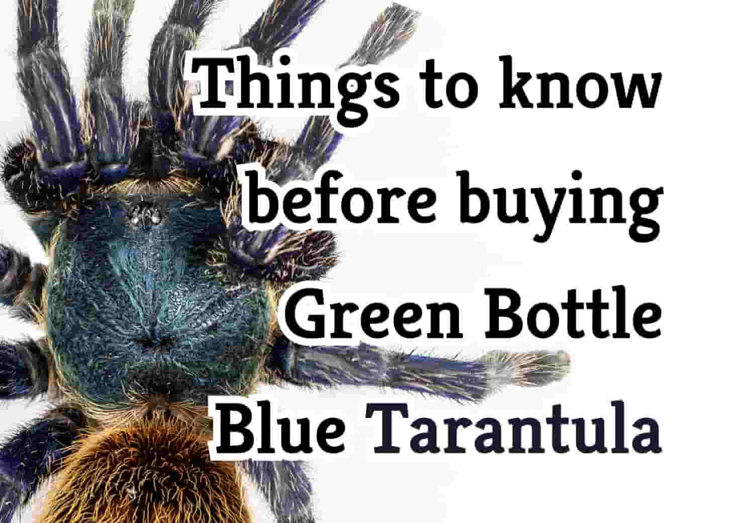 Essential Facts About the Green Bottle Blue Tarantula