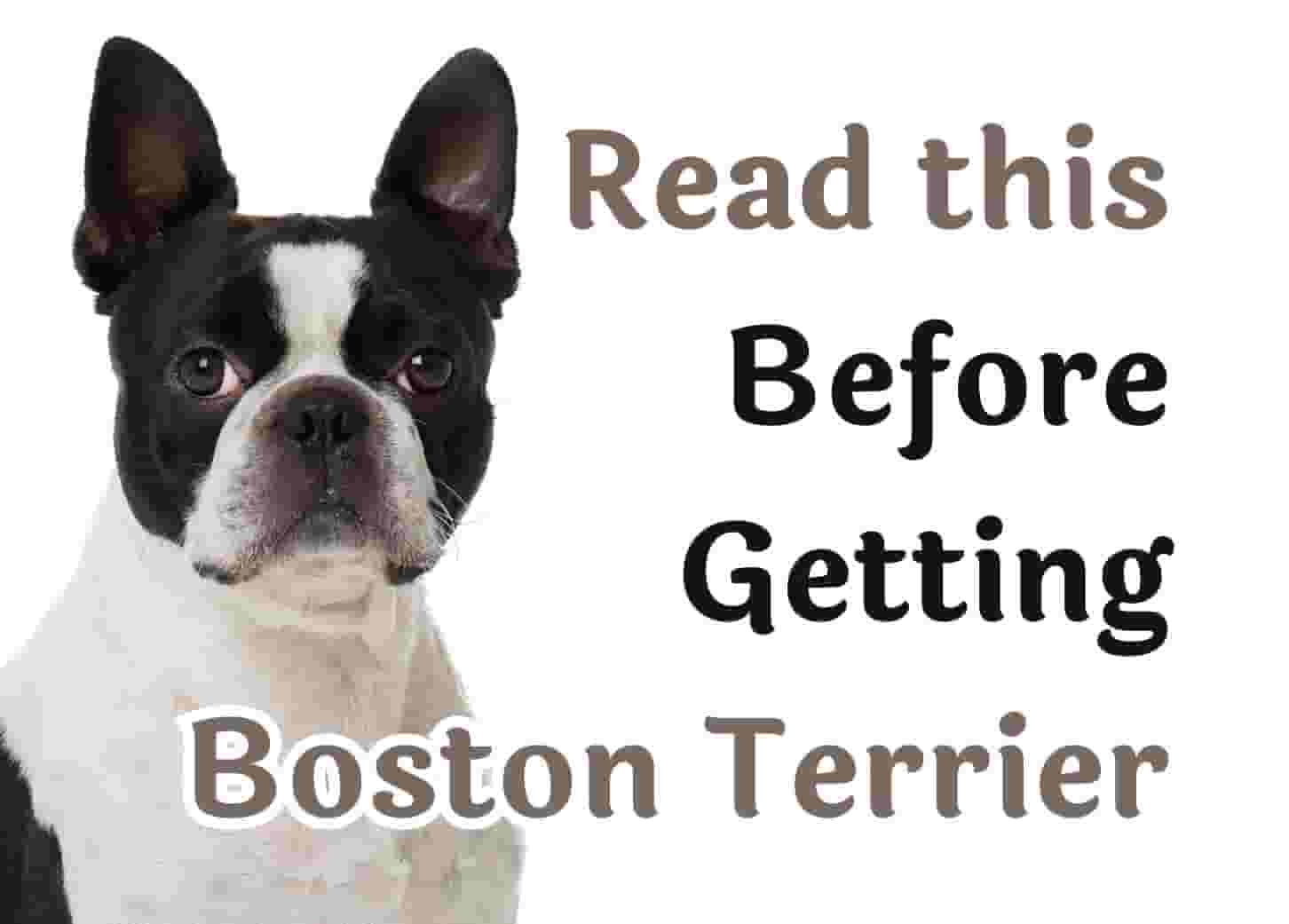 25 questions to answer before owning a Boston Terrier