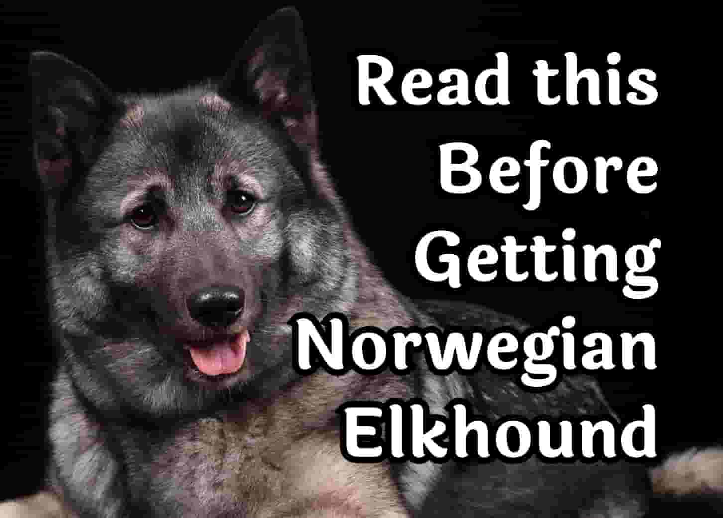 Consider These 27 Questions Before Getting a Norwegian Elkhound