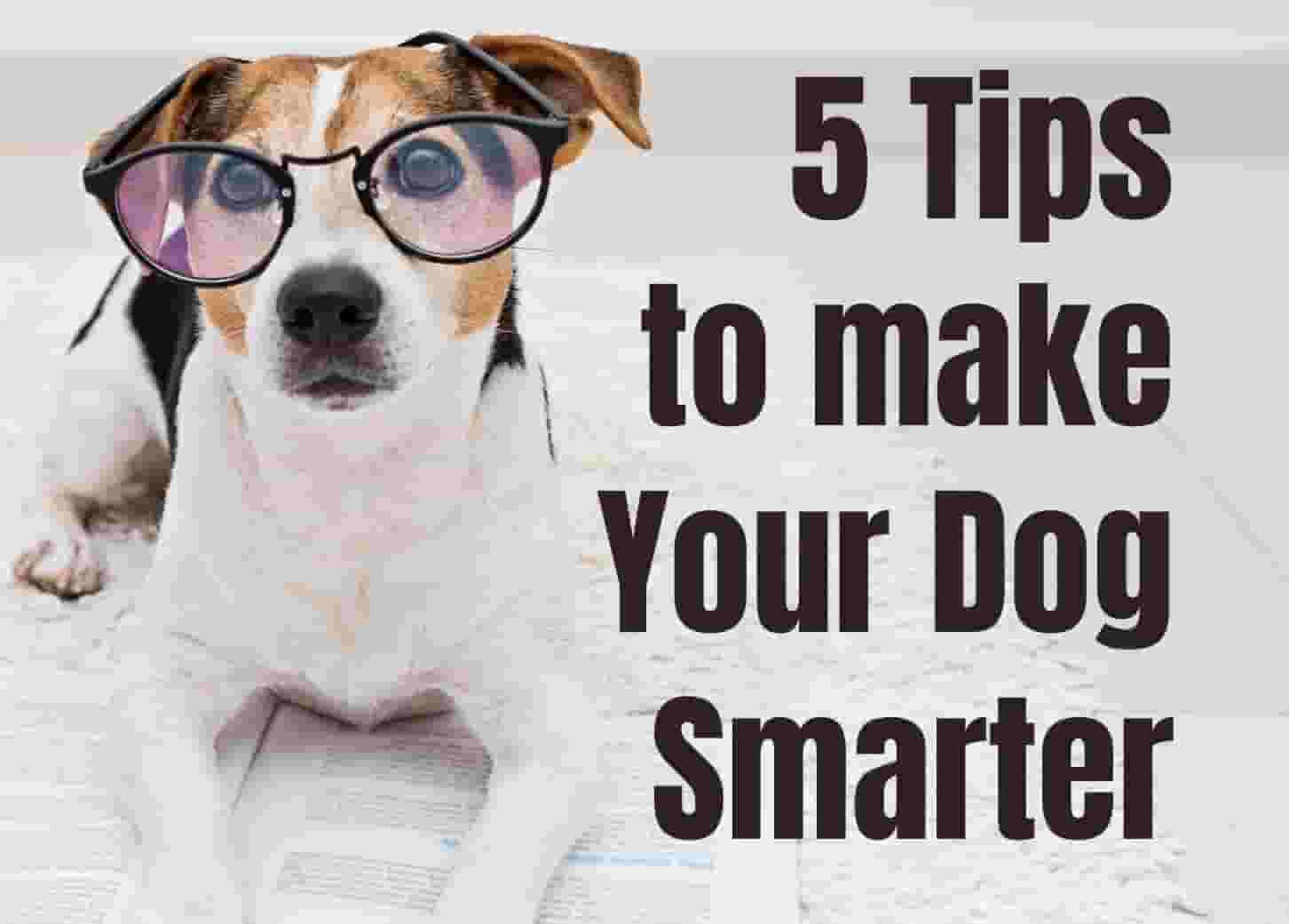 5 Simple Ways I've Made My Dogs Smarter (And Happier!)