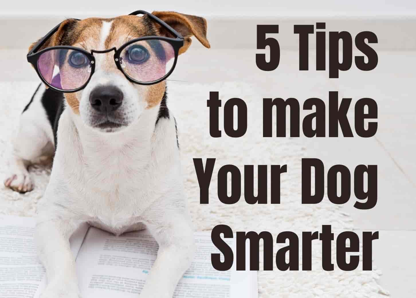 5 Simple Ways I've Made My Dogs Smarter (And Happier!)