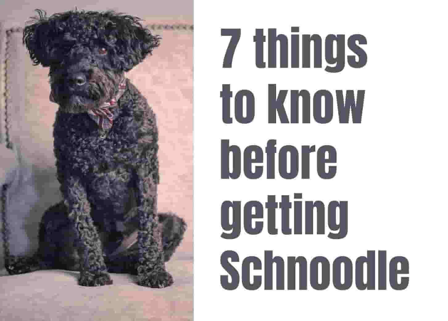 7 things to know before getting a Schnoodle