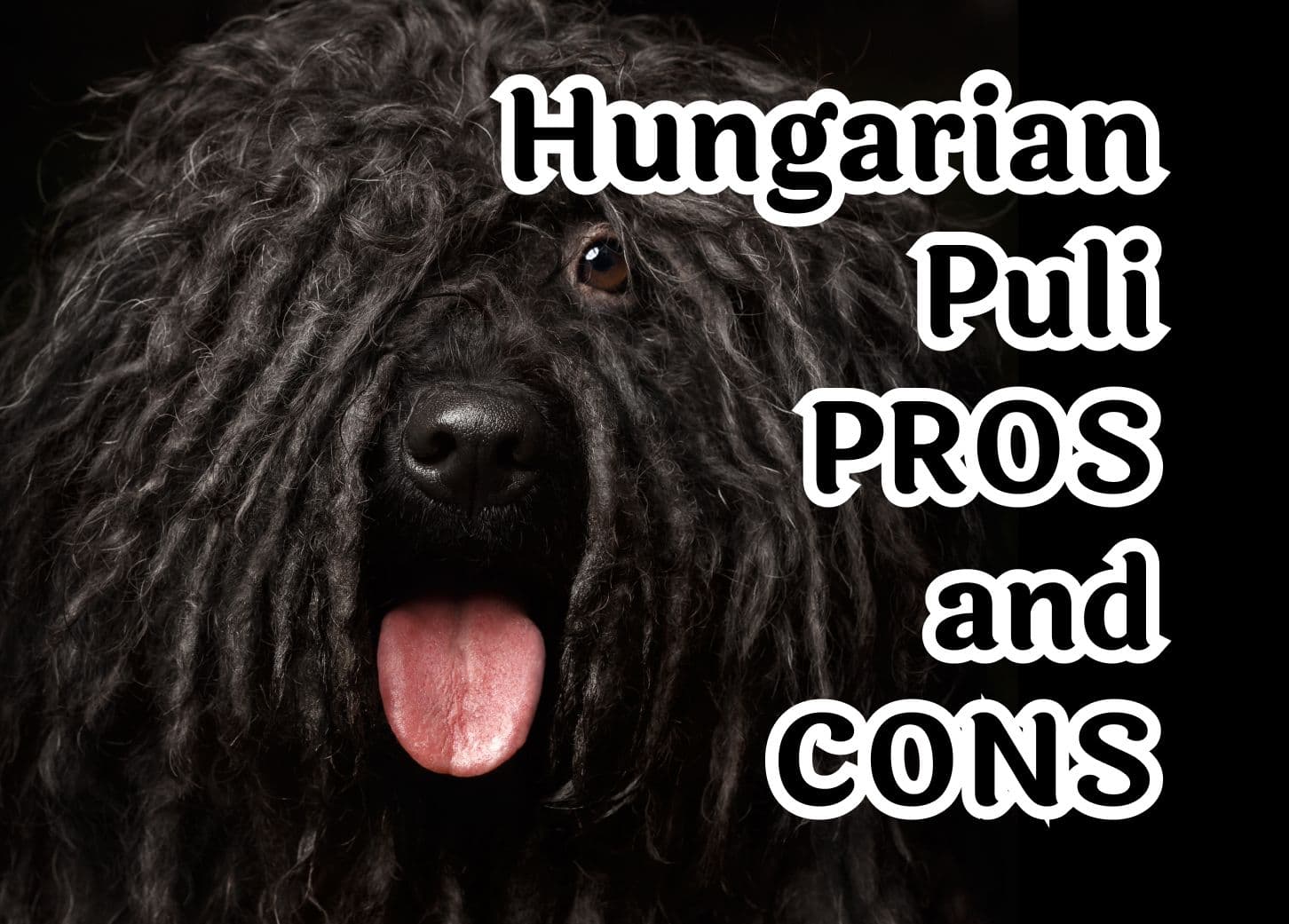 Seven special traits of the Hungarian Puli dog breed