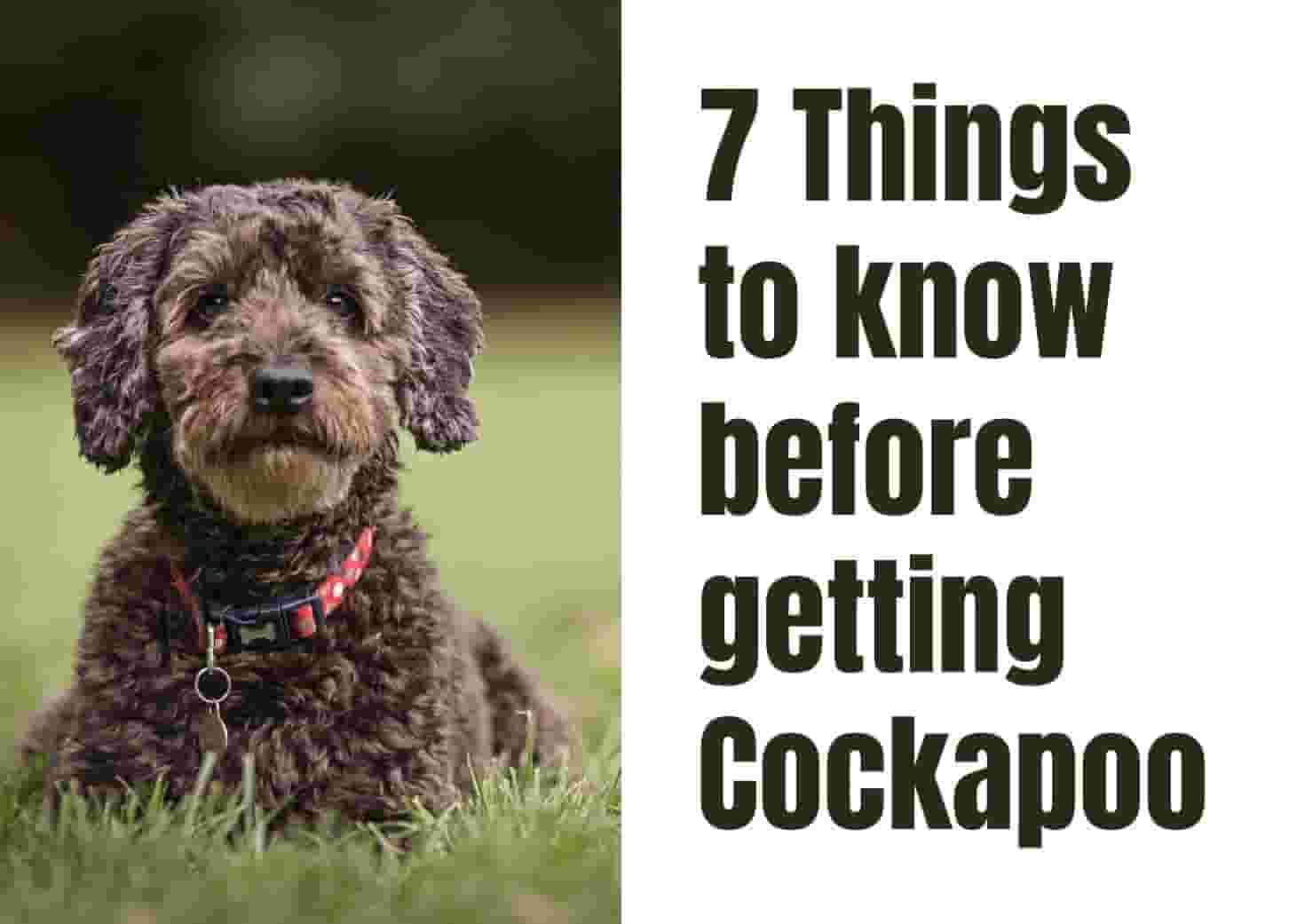 Essential Things to Know About Cockapoos