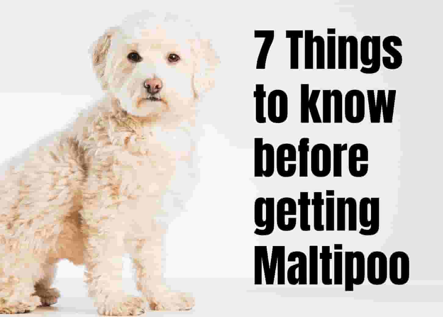 Discover 7 Interesting Facts About the Maltipoo